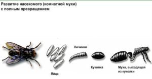 Продолжительность жизни мух