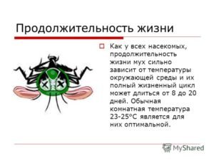 Продолжительность жизни мух