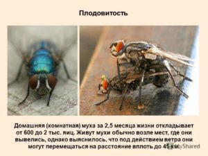 Продолжительность жизни мух
