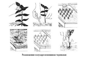 Размножение актинидии черенками весной: заготовка материала, выбор места, требования к грунту, технология посадки, правила ухода