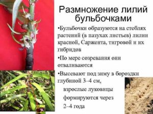 Размножение лилий: бульбочками, листом, черенками, луковицами, семенами, технология