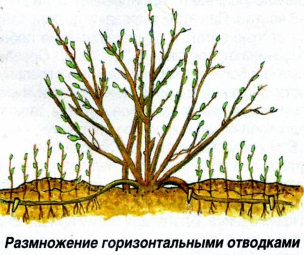 Размножение смородины: черной, красной, горизонтальными, вертикальными отводками, зелеными, одревесневшими черенками, смешанное черенкование