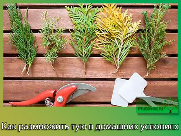 Размножение туи черенками осенью: преимущества, сроки, технология, выбор участка, укоренение в домашних условиях, можно ли хранить черенки