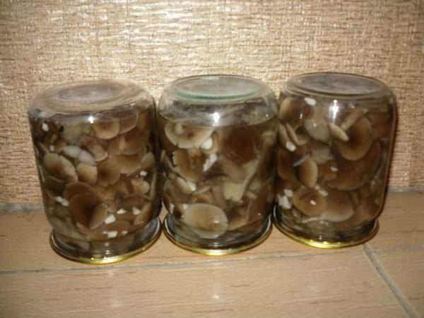 Рецепт маринованных маслят: на зиму, приготовление, в домашних условиях, без стерилизации, в банках, грибы, простой, замороженные, фото и видео