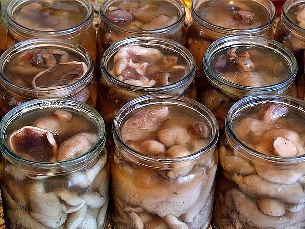Рецепт маринованных маслят: на зиму, приготовление, в домашних условиях, без стерилизации, в банках, грибы, простой, замороженные, фото и видео
