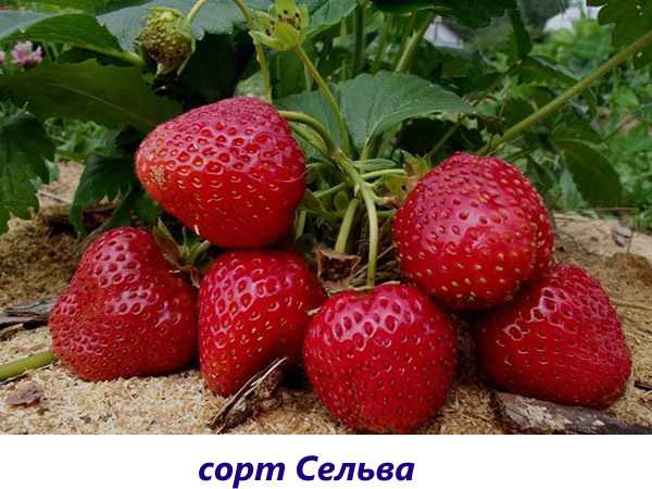 Ремонтантная земляника: особенности, посадка, уход весной, осенью, размножение семенами, делением куста, выращивание и пересадка рассады, лучшие крупноплодные и мелкоплодные сорта для урала, сибири и подмосковья, отзывы