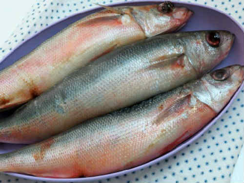 Рыба красноглазка