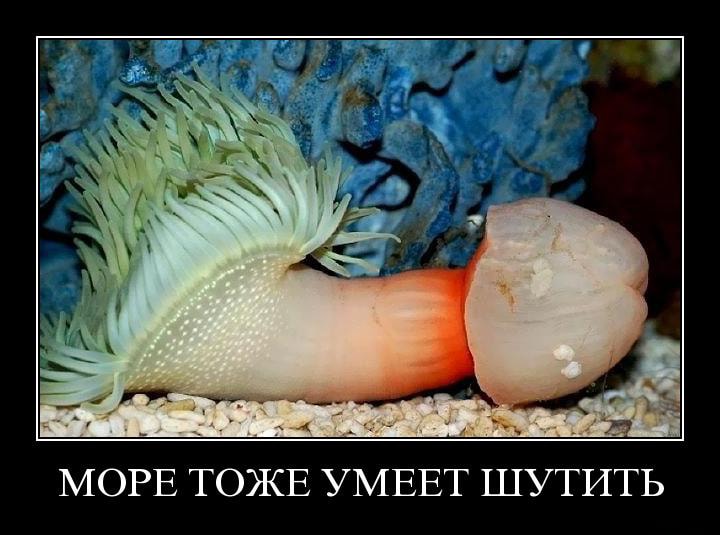 Рыба-пенис – описание и фото