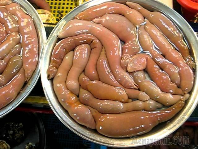 Рыба-пенис – описание и фото