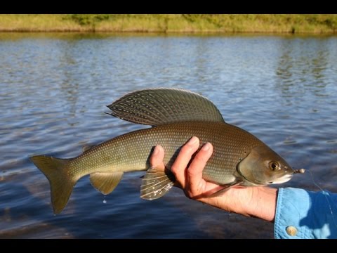Рыбалка в перми и пермском крае