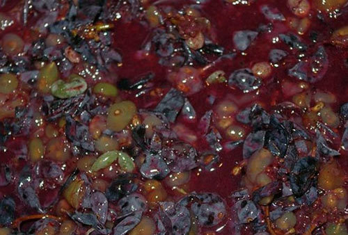 Самогон из мезги (яблочной или виноградной): быстрый и эффективный рецепт приготовления