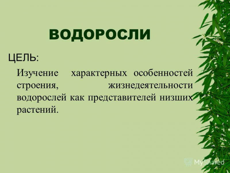Самые длинные водоросли интересные факты