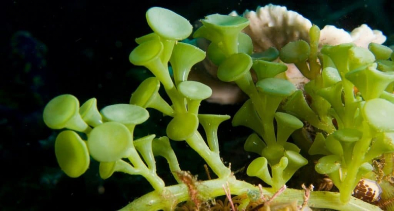 Самые длинные водоросли интересные факты