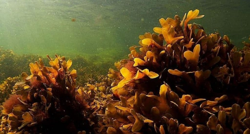 Самые длинные водоросли интересные факты