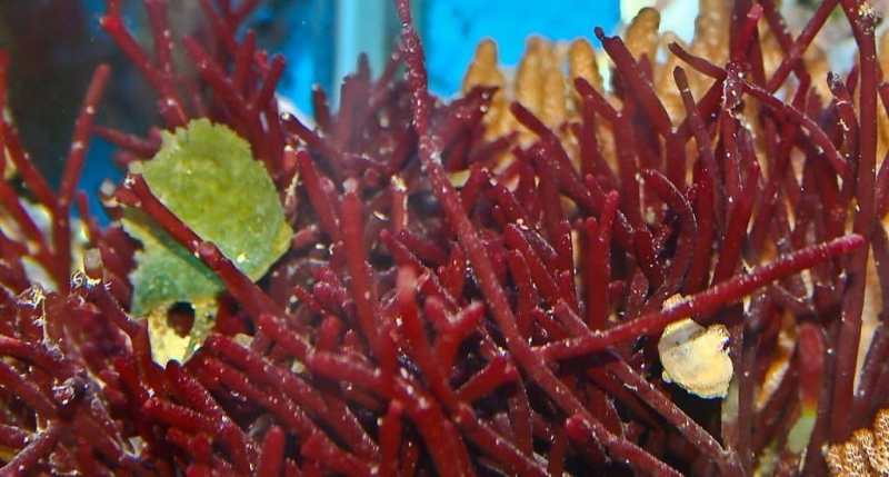 Самые длинные водоросли интересные факты