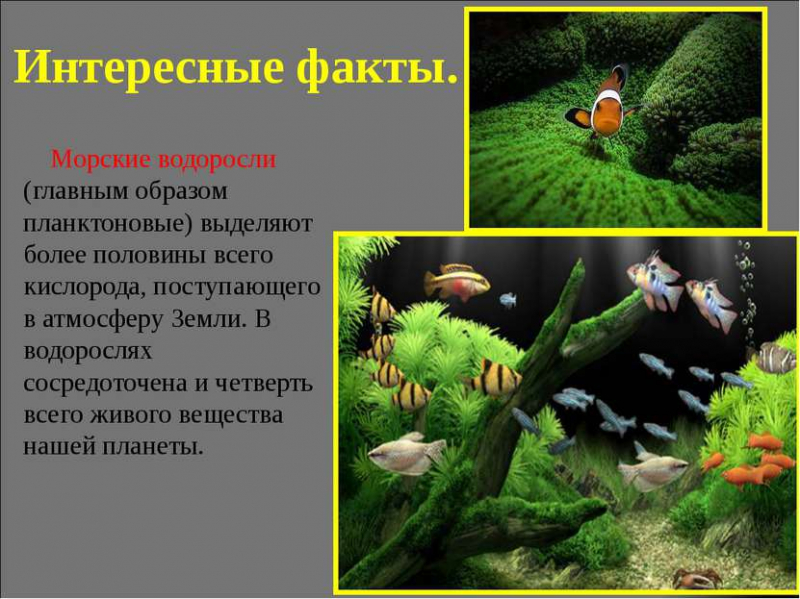 Самые длинные водоросли интересные факты