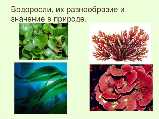 Самые длинные водоросли интересные факты