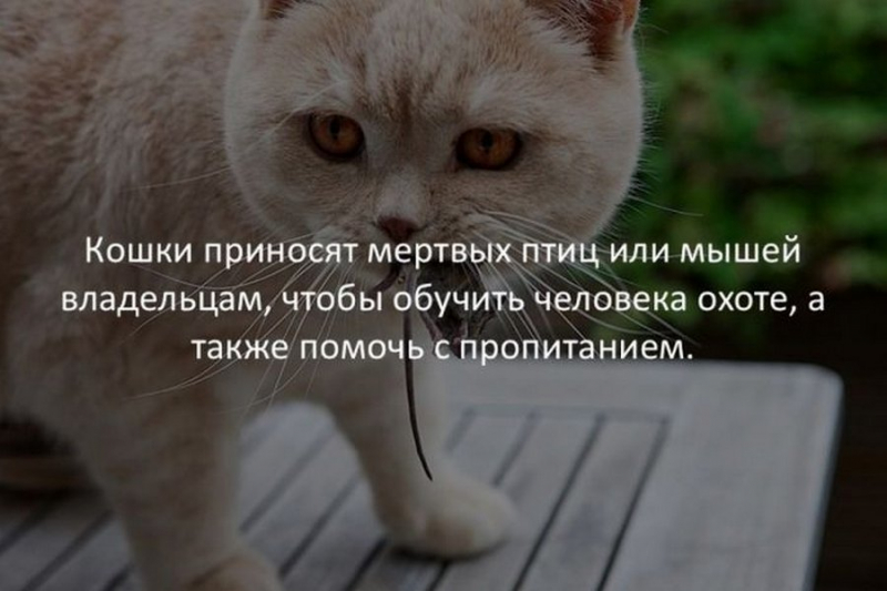 Самые интересные факты обо всем