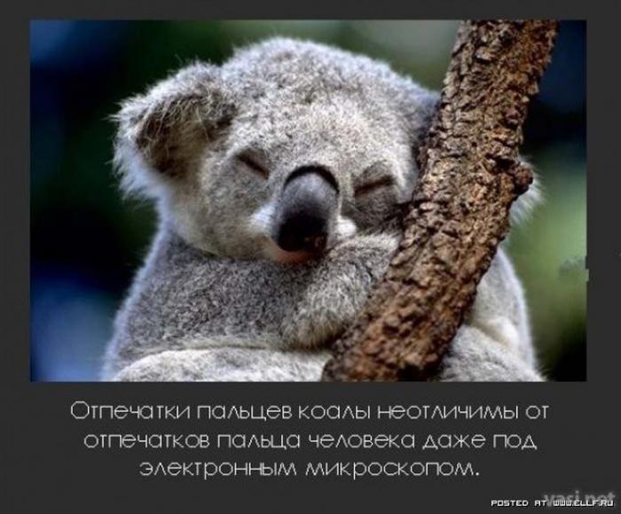 Самые невероятные факты