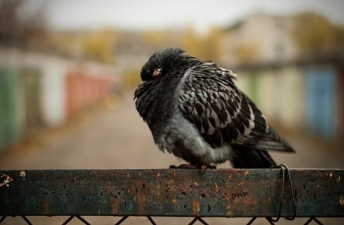Симптомы и лечение орнитоза у голубей