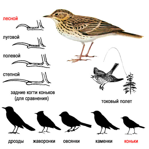 Следы птиц: полезная информация для начинающего натуралиста
