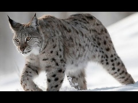 Следы рыси на снегу: как определить местонахождение дикой кошки