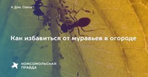 Соль против муравьев на огороде