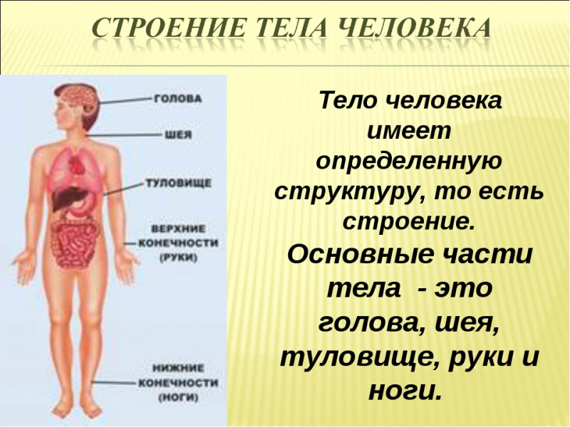 Создана система «искусственного тела человека»