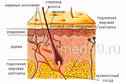 Строение кожи человека и ее функции