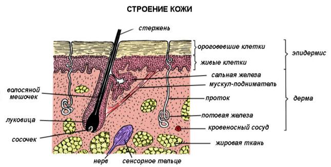 Строение кожи человека и ее функции