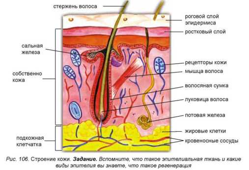 Строение кожи человека и ее функции