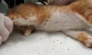 У кошки аллергия на блох — чем лечить
