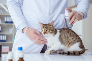 У кошки аллергия на блох — чем лечить