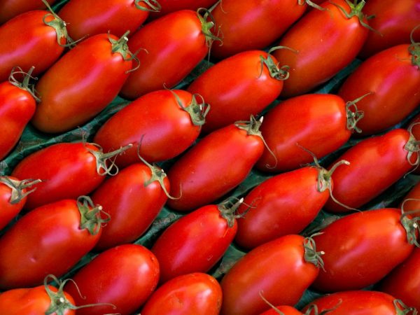 Удивителен и необычен – описание томата сорта «аурия»