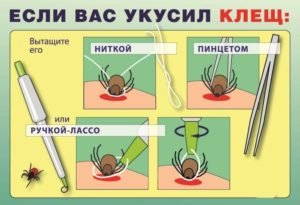 Укус клеща у собаки – симптомы, последствия и лечение в домашних условиях