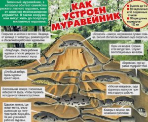 Устройство муравейника