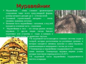 Устройство муравейника