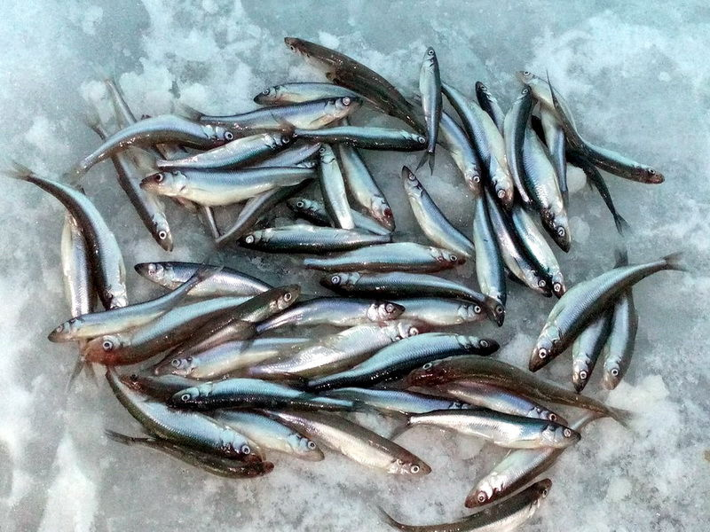 Весенняя ловля корюшки