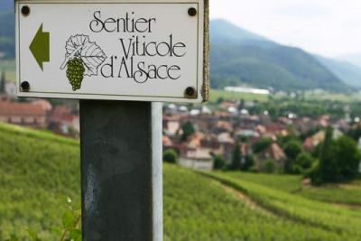 Вина Alsace (Эльзаса) — французско-германское наследие