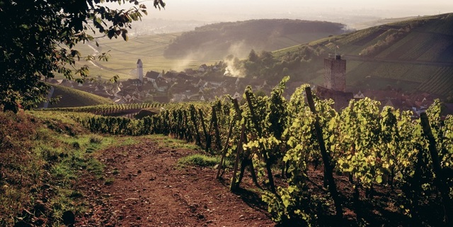 Вина Alsace (Эльзаса) — французско-германское наследие
