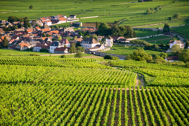 Вина Alsace (Эльзаса) — французско-германское наследие