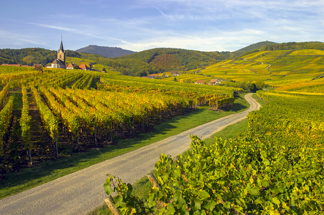 Вина Alsace (Эльзаса) — французско-германское наследие