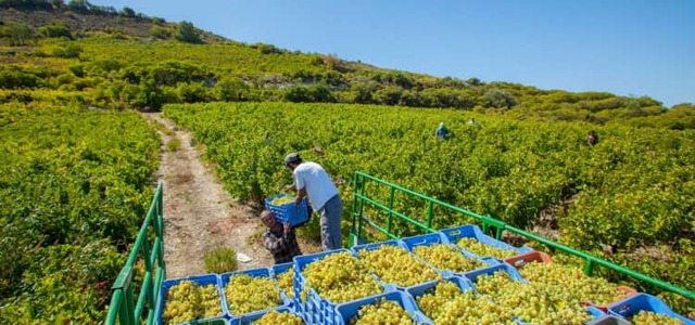 Вина Кипра: особенности, виды и сорта, регионы, лучшие марки