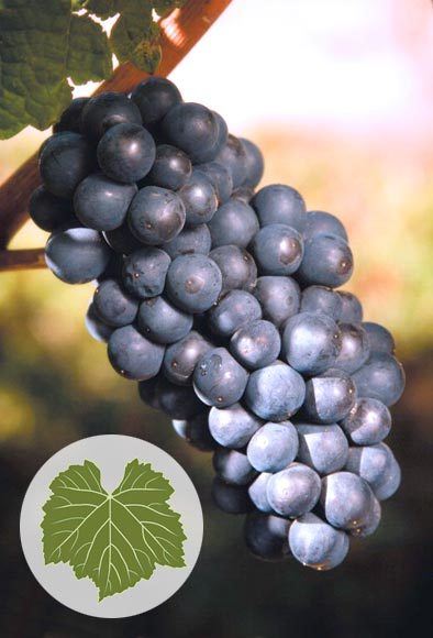 Вино Pinot Noir (Пино Нуар) – напиток с выдающимися дегустационными показателями