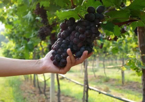 Вино Pinot Noir (Пино Нуар) – напиток с выдающимися дегустационными показателями