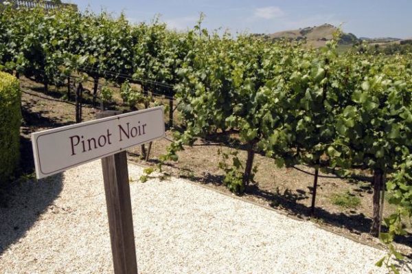 Вино Pinot Noir (Пино Нуар) – напиток с выдающимися дегустационными показателями