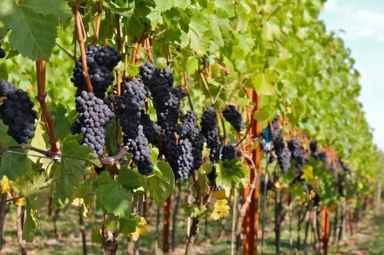 Вино Pinot Noir (Пино Нуар) – напиток с выдающимися дегустационными показателями