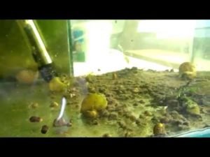 Водяные блохи в аквариуме
