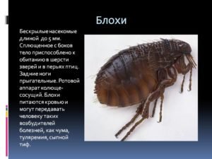 Всё о блохах