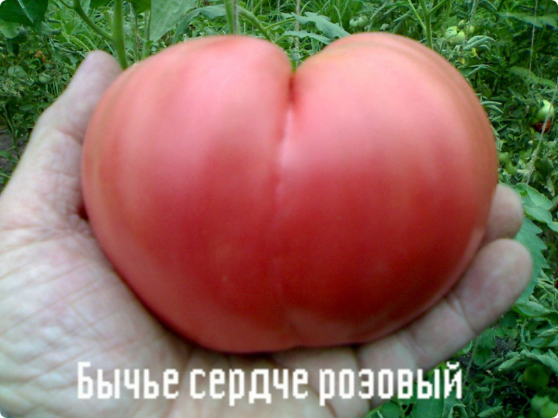 Выращиваем томаты сорта «бычье сердце»